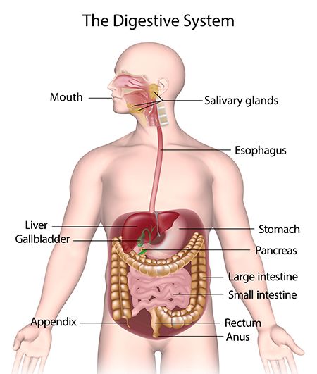 DrN588382456367's tweet image. Source: Healthdirect share.google/DGhmBSuyvE6BzY…
🍽️ Digestive System
Definition: The digestive system breaks down food, absorbs nutrients, and eliminates waste to fuel the body.

Main Organs:

Mouth &amp;amp; Salivary Glands – Start digestion

Esophagus – Transports food to stomach

Stomach…