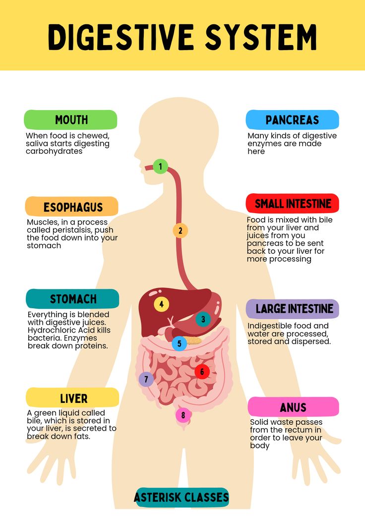 DrN588382456367's tweet image. Source: Healthdirect share.google/DGhmBSuyvE6BzY…
🍽️ Digestive System
Definition: The digestive system breaks down food, absorbs nutrients, and eliminates waste to fuel the body.

Main Organs:

Mouth &amp;amp; Salivary Glands – Start digestion

Esophagus – Transports food to stomach

Stomach…