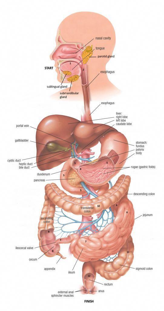 DrN588382456367's tweet image. Source: Healthdirect share.google/DGhmBSuyvE6BzY…
🍽️ Digestive System
Definition: The digestive system breaks down food, absorbs nutrients, and eliminates waste to fuel the body.

Main Organs:

Mouth &amp;amp; Salivary Glands – Start digestion

Esophagus – Transports food to stomach

Stomach…