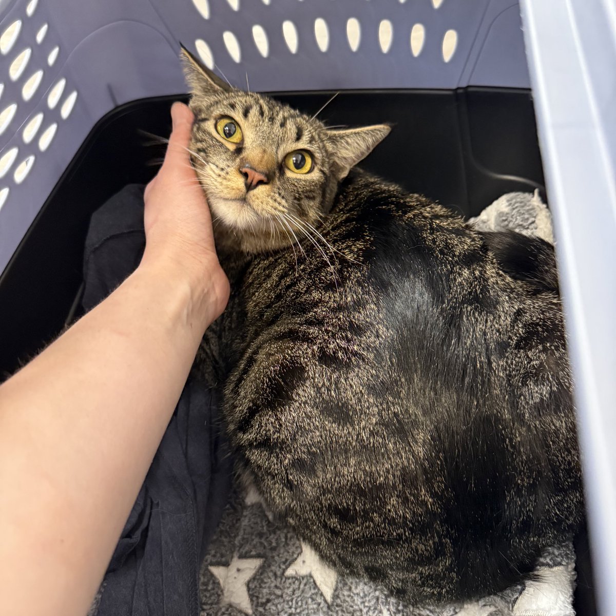 Friends of Bear Cat Rescue tweet media