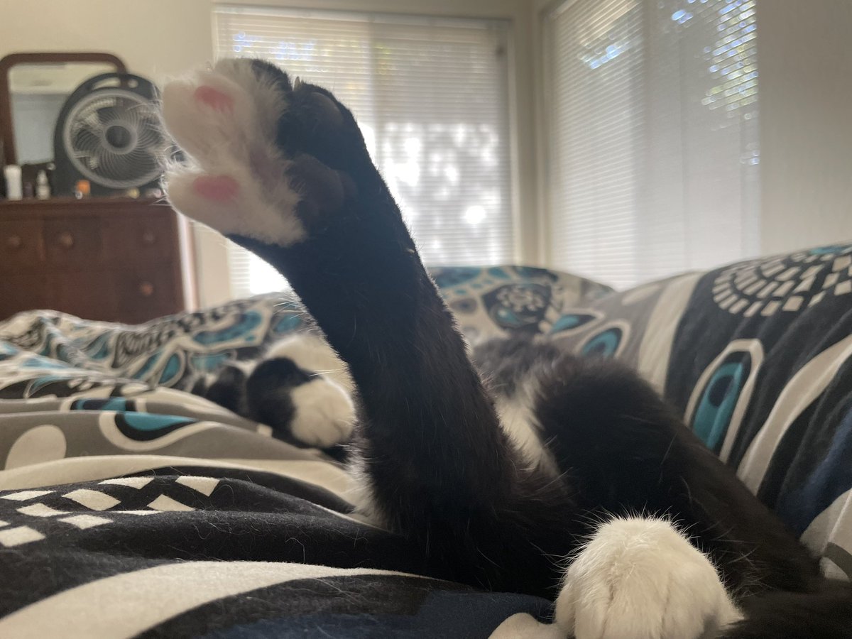 <a href="/snekblaster/">Ollie Williams 🤍</a> <a href="/biancosayshello/">Bianco 🤍</a> Yo