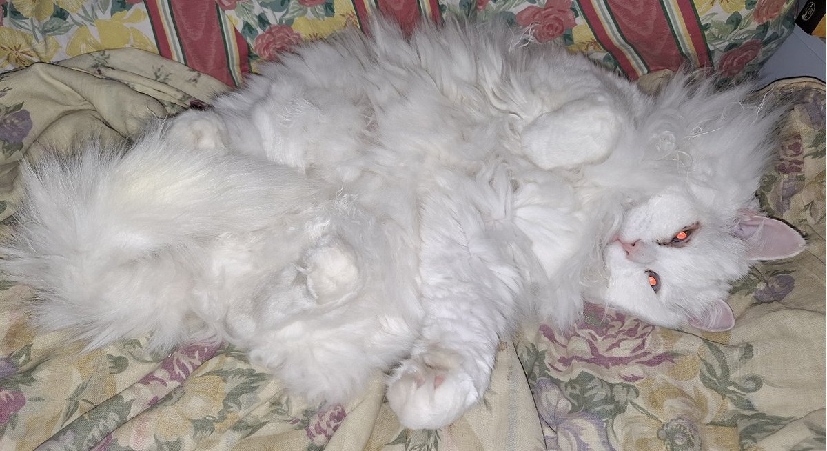 My cat caught a mouse yesterday. Inside the house!! He stalked it for about half hour before he got it. I managed to get it before he unalived it and I released it a car-ride away. 
Link got rewarded with lots of treats. He is the best boy.❤️❤️❤️❤️