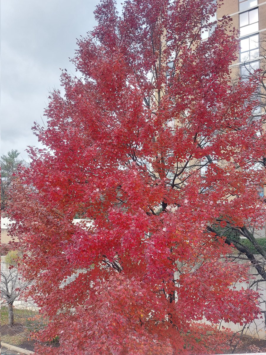 KristinaNTerzie's tweet image. &quot;Fall is the spring of winter.&quot; 🍂🍁🧡

I only wish for some sunshine 🌞 on a cloudy and chilly November afternoon. 
#FallVibes