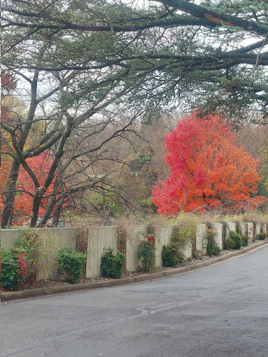 KristinaNTerzie's tweet image. &quot;Fall is the spring of winter.&quot; 🍂🍁🧡

I only wish for some sunshine 🌞 on a cloudy and chilly November afternoon. 
#FallVibes