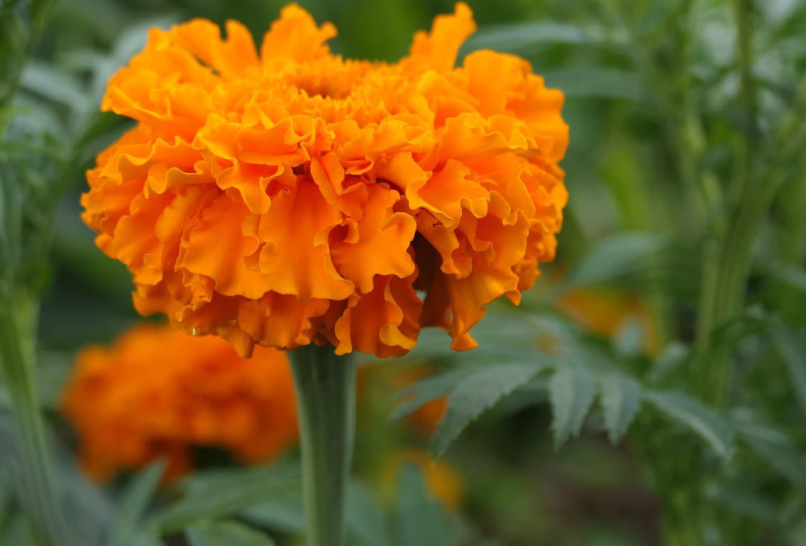 vromog's tweet image. Hoy propuse en el @Congreso_CdMex declarar el 30 de octubre como el Día de la Flor de Cempasúchil.

Un reconocimiento a lo que somos: identidad, memoria, oficios vivos y economía local que sostiene a miles de familias productoras. 🌼 No es solo una flor: es cultura, territorio y…