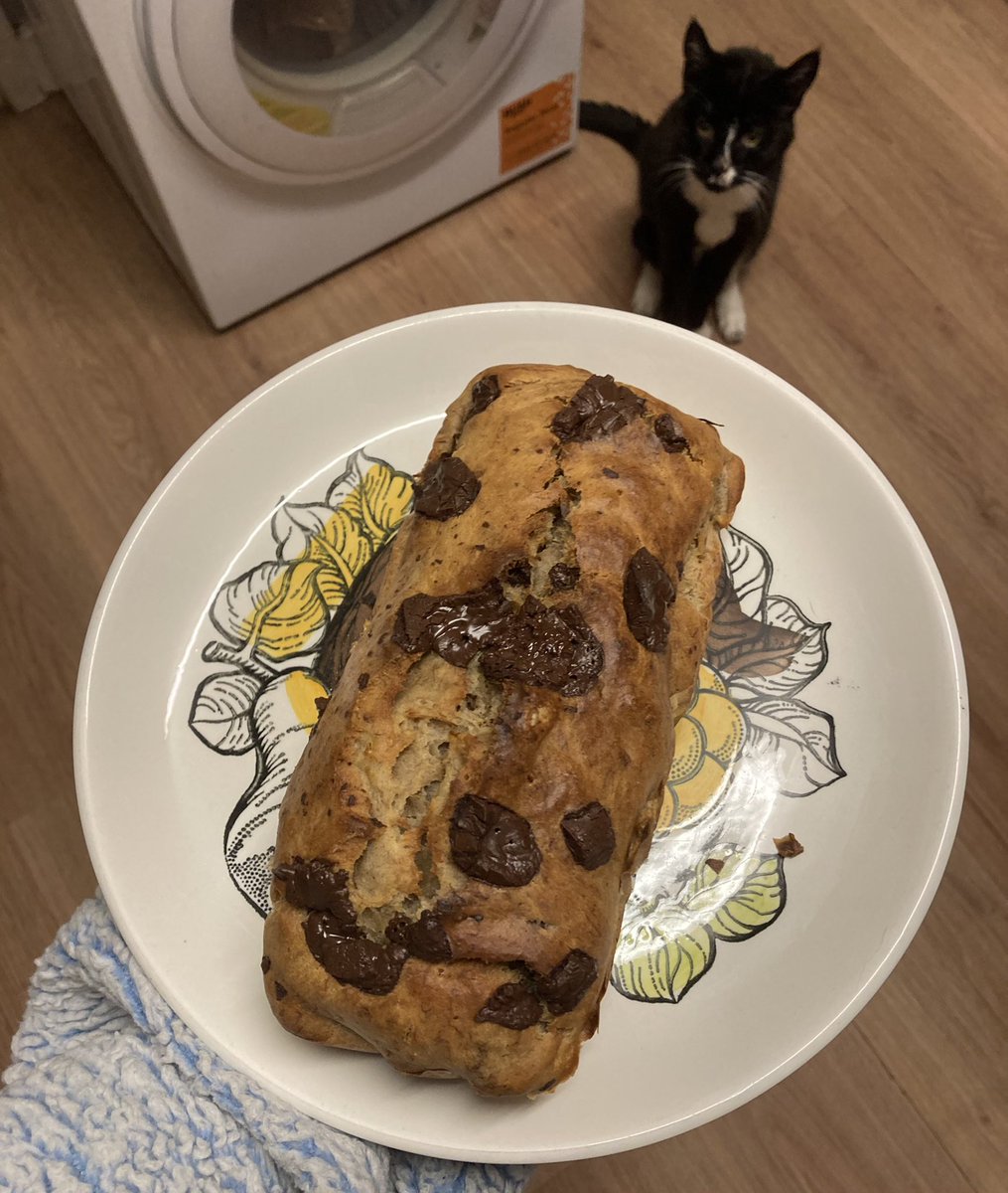 boneyvegan's tweet image. made chocolate banana bread, patch wants it so bad