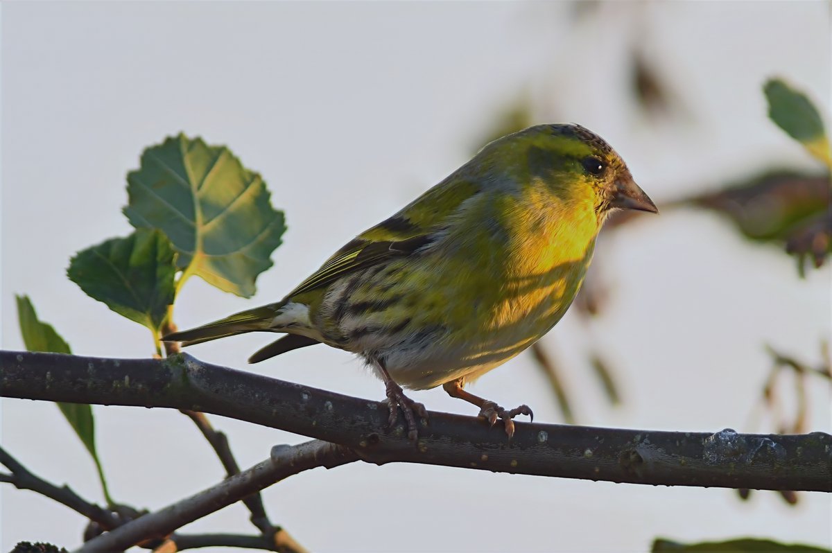 bomberburnside's tweet image. Local this afternoon fieldfares, siskins, tree creeper and finally a redwing that would sit long enough for photo.
