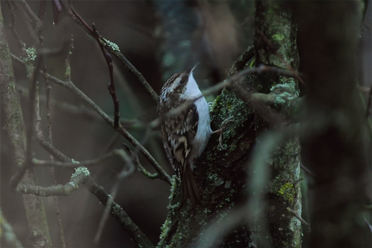 bomberburnside's tweet image. Local this afternoon fieldfares, siskins, tree creeper and finally a redwing that would sit long enough for photo.
