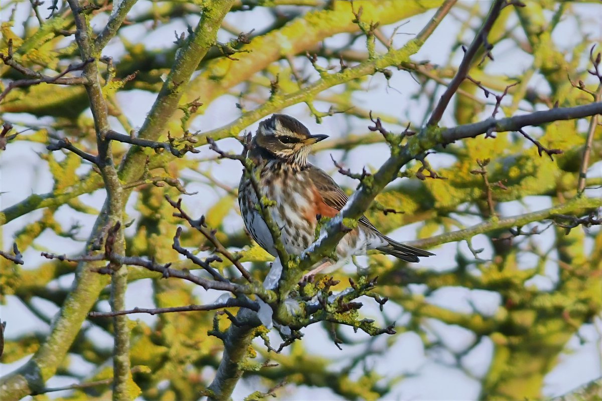 bomberburnside's tweet image. Local this afternoon fieldfares, siskins, tree creeper and finally a redwing that would sit long enough for photo.