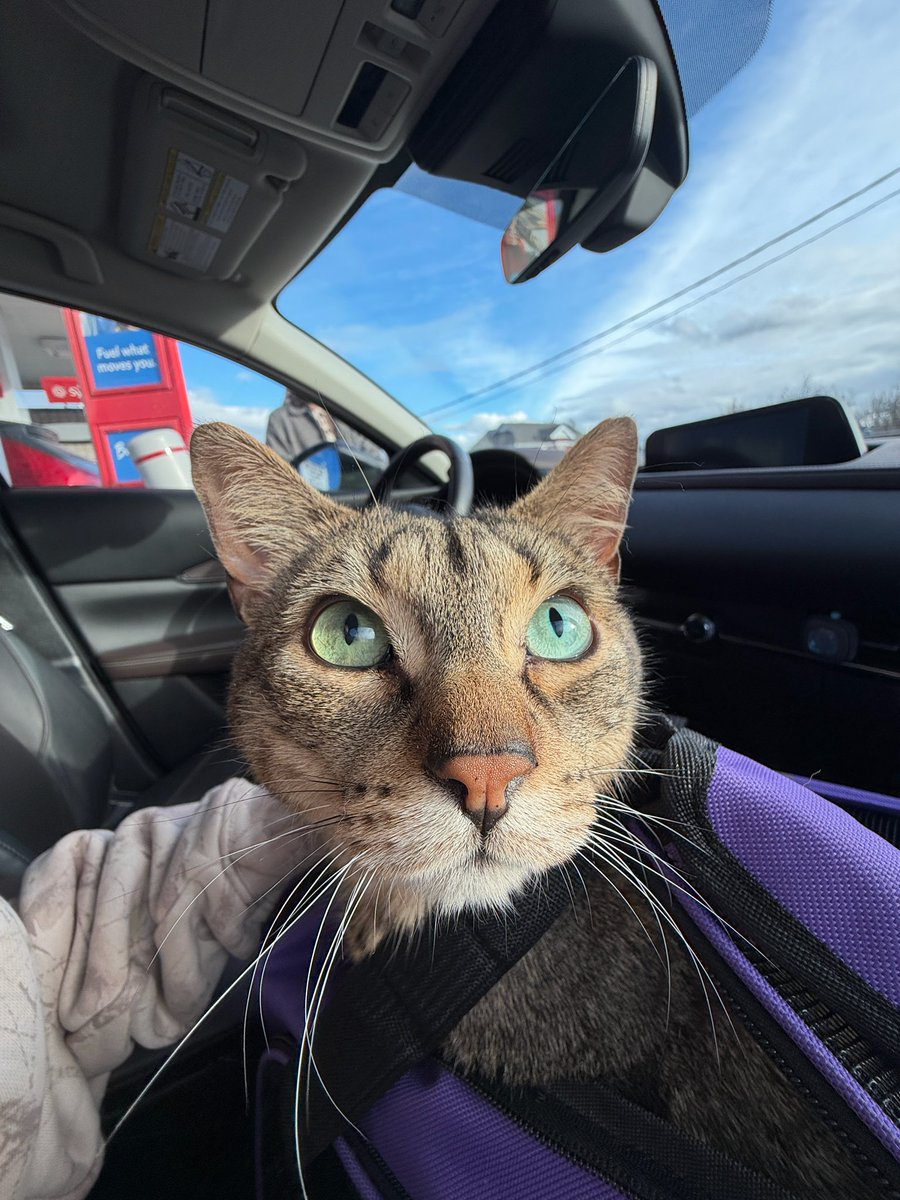 gm , we got a new cat 😸