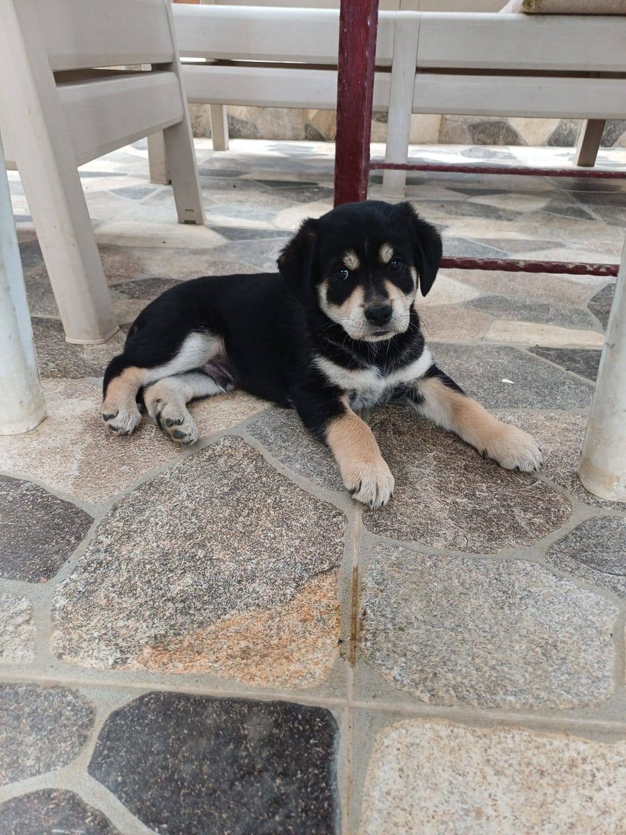 "YUVA İLANI ( ÜCRETSİZ)
05055466300
05432105610
6 yavrumuzdan kalan son 1 yavrumuz erkek , orta ırk kısa bacaklı olacak. Papi aşısı yapılacak . Bahçesi güvenilir ve terk etmeyecek ailesini arıyoruz. Edremit körfez facebook.com/10007990363661…