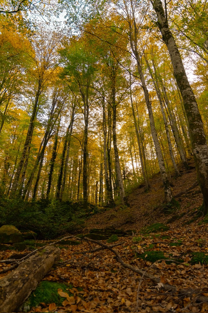 Aydin_BS_16's tweet image. Bende eksik kalmayayım 😁