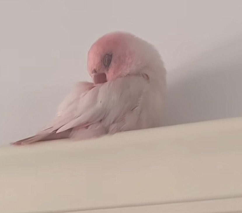 fairiehaze's tweet image. 🩷🩷🩷