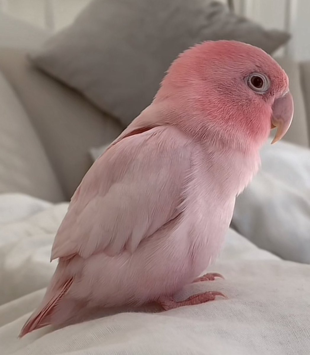 fairiehaze's tweet image. 🩷🩷🩷