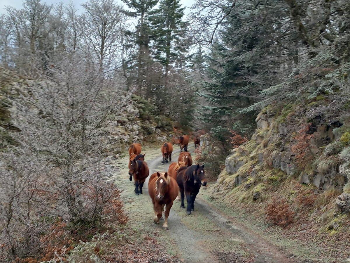 lakukula's tweet image. Empiezan a bajar las yeguas hacia el llano de Belagua procedentes de los altos puertos del valle de Roncal. Las primeras nieves han empezado ya. Pirineo navarro.