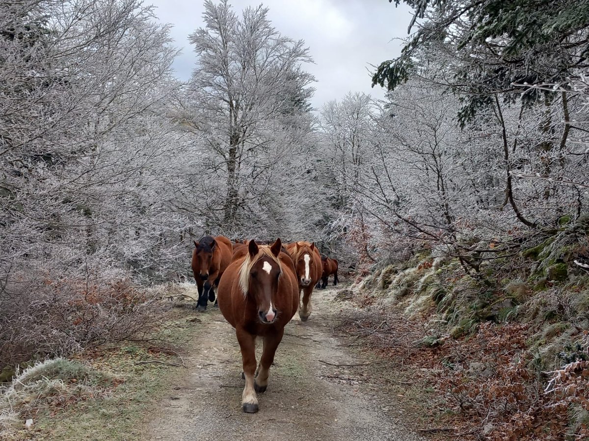 Empiezan a bajar las yeguas hacia el llano de Belagua procedentes de los altos puertos del valle de Roncal. Las primeras nieves han empezado ya. Pirineo navarro.