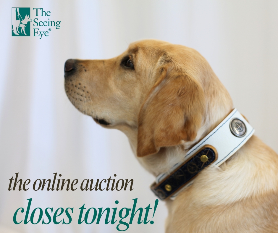 The Seeing Eye tweet media