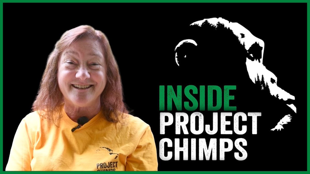 projectchimps's tweet image. International Volunteer Day is coming up on December 5. Learn a bit of what volunteers do at Project Chimps in this interview with Linda Olson. If you enjoy hearing about our chimps, she also shares how the chimp sponsorship emails are put together! Watch:
youtu.be/ReHuWY1TxpA