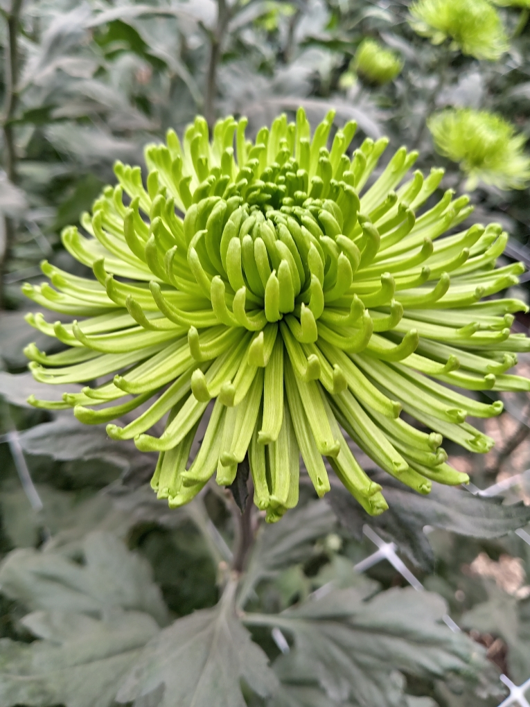 Diarypsychopath's tweet photo. chrysanthemums blooming in the botanical garden https://t.co/m5EfKLiDfz