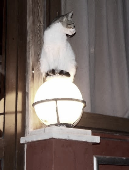 Καλό βράδυ.