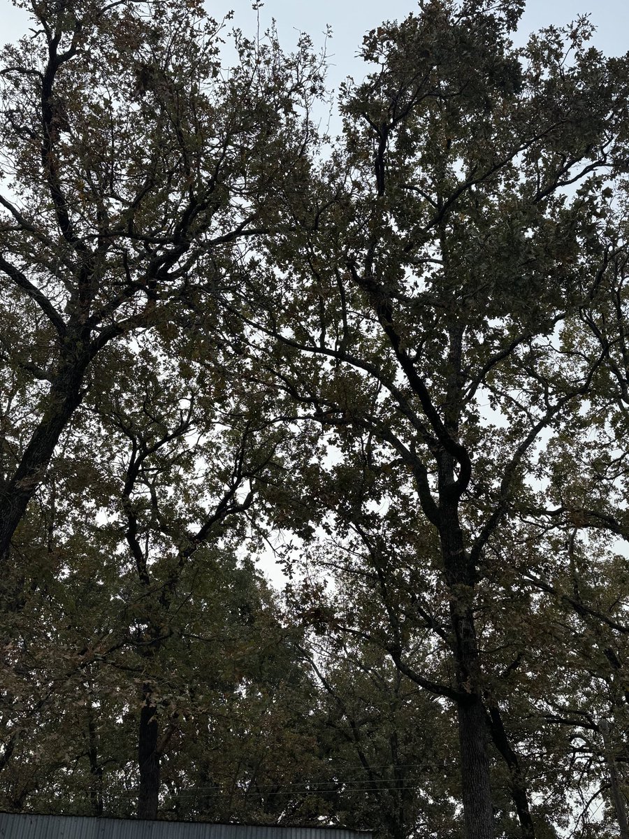 Leaves on the ground. Leaves still on the trees.

I’ve already mulched 4 times. Sigh.