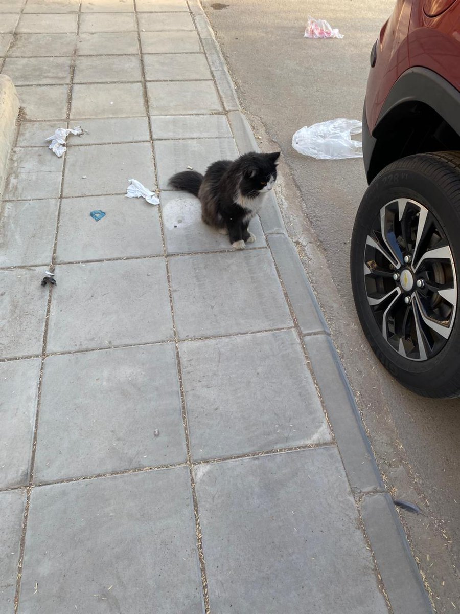 لا التعقيم حرام
 طيب مو حرام ترميه في الشارع القط تبهدل ونحف وحتى الأكل ما يأكل ولا قطة رضيت به حتى إلي بعيالها