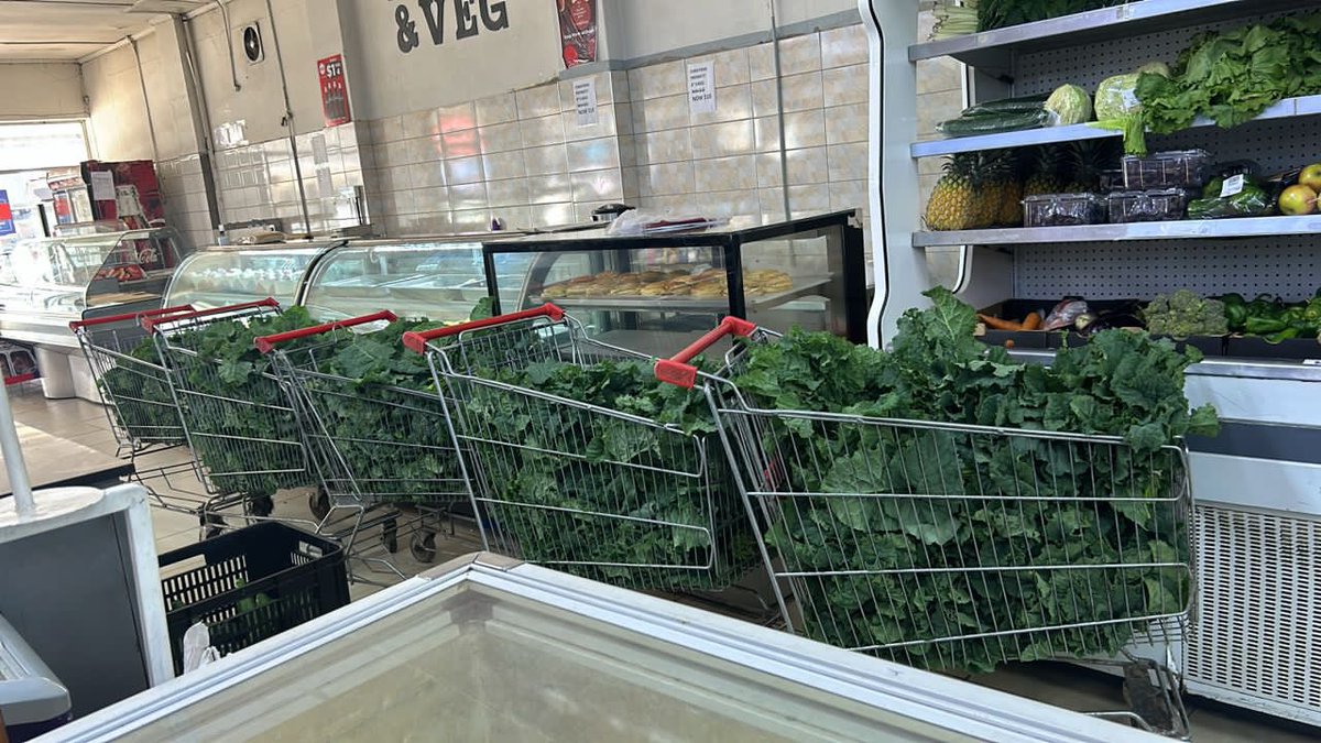 PriviledgeNgwe4's tweet image. #Horticulture #SmallScaleFarming 
#NyikaInovakwaNeveneVayo @wicknellchivayo We need your support Sir.