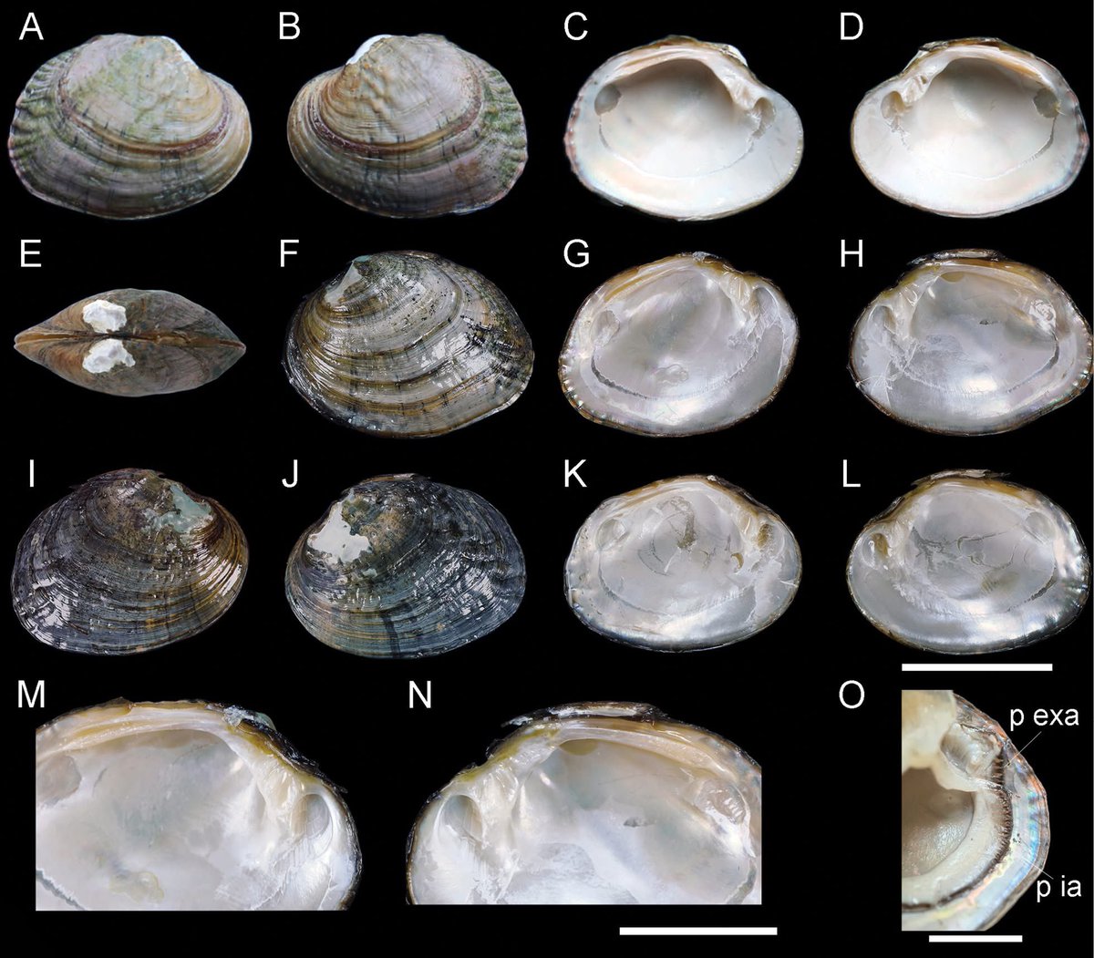 A new genus and species of freshwater mussel (Bivalvia, Unionidae) from Anhui, China
[Chen et al. 2025]

zse.pensoft.net/article/171070/