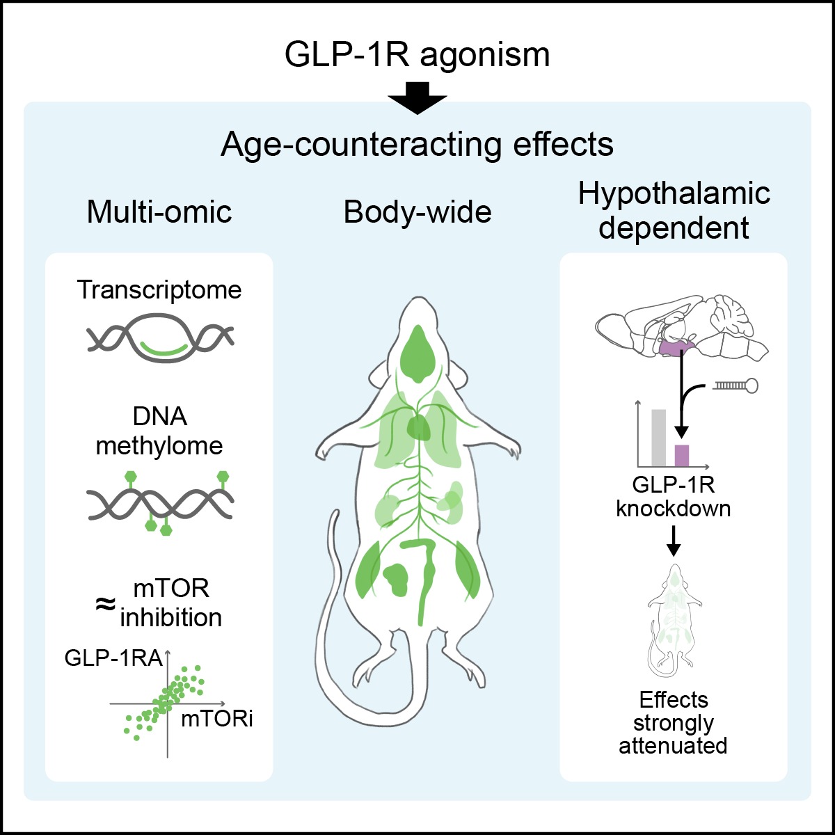 Delighted to share the latest paper from our team in Cell Metabolism (cell.com/cell-metabolis…), which has been selected as the cover article for the upcoming December 2025 issue.

In this study, we demonstrate that GLP-1R agonism (using the drug exenatide) confers body-wide
