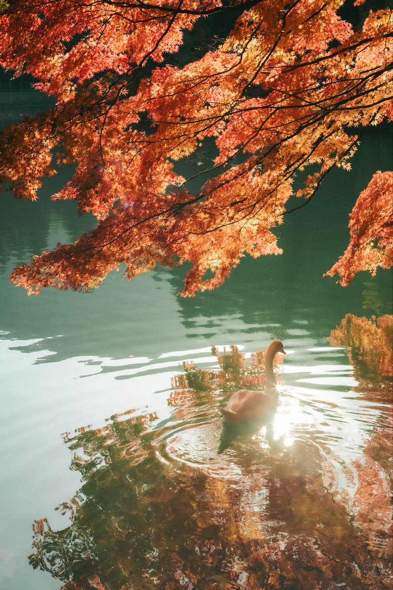 オールドレンズの逆光に弱いのが良い

山梨の南伊奈ヶ湖をHelios44-2 58mm F2だけを持って1時間くらい歩いてきた！