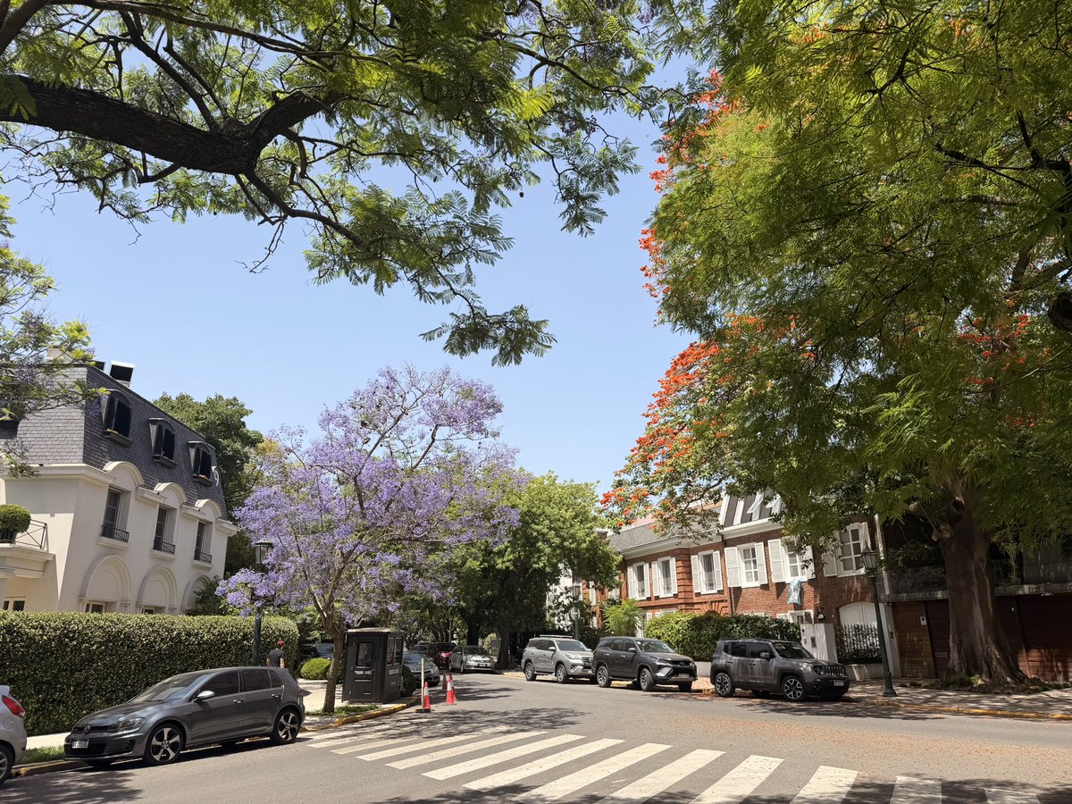raphbaph's tweet image. Hard to imagine a better time of the year to visit Buenos Aires than now. 

Everything is in bloom, entire streets smell of Jasmine. 

Gorgeous really