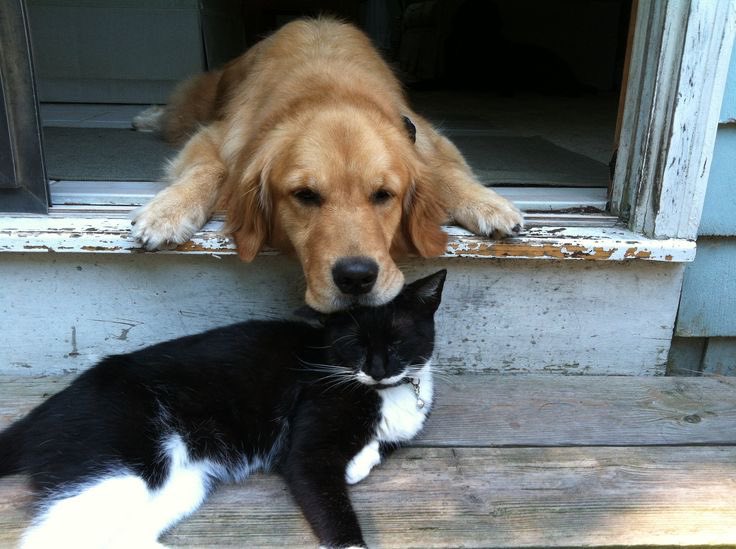 toonigirii's tweet image. #binarysoul catdog posting before i sleep okay goodnight