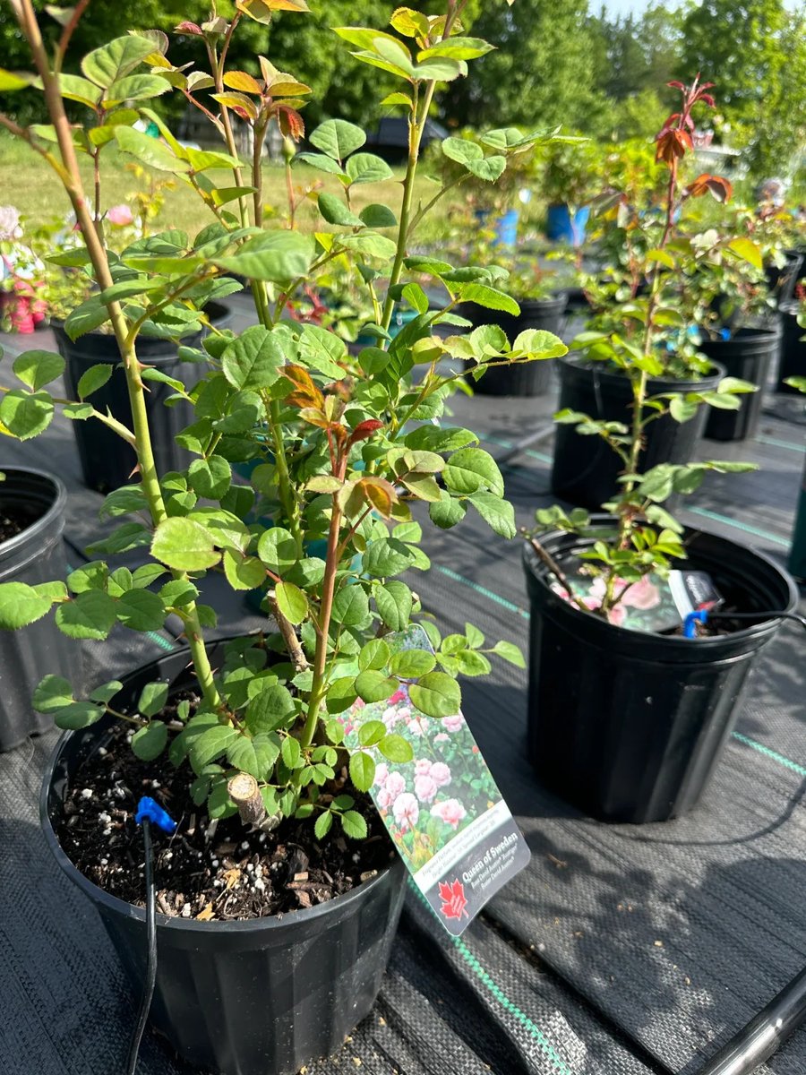Mialoverna's tweet photo. Where growth meets sunlight ,  nurturing tomorrow’s blooms, one plant at a time.
#PlantNursery #GreenhouseLife #NatureLovers #FreshBloom #PlantGrowth #GardenVibes #GreenLiving #EcoFarm #Horticulture #FloralWorld https://t.co/bIRdEpLZ9w