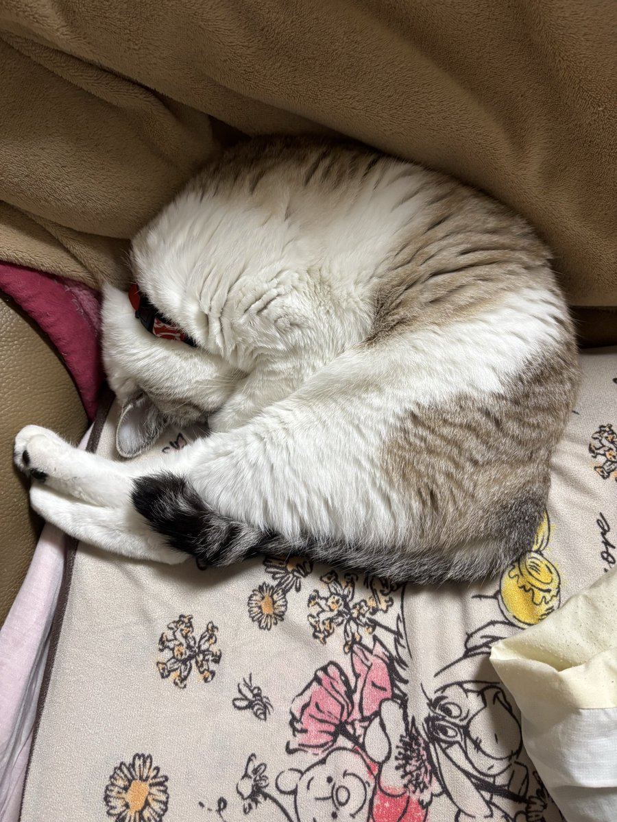 FuFuFu88Fu's tweet image. おやすみなさいﾏｾﾆｬﾝ💤

アンモニャイト……
に……なれてなぃｹﾄﾞ(笑)

みなさま
良い夢を( ˘꒳˘ ).｡oO〇(夢)
