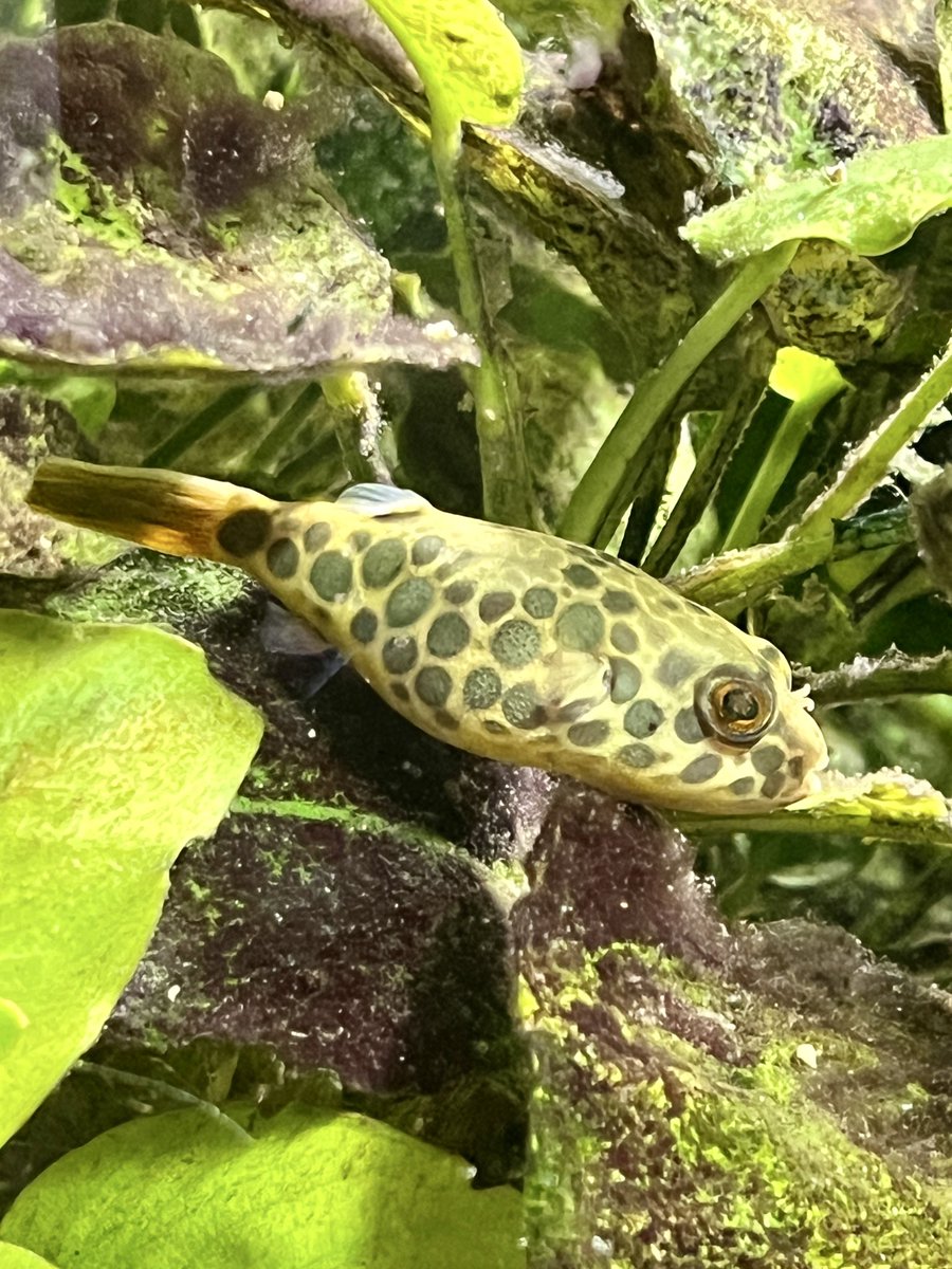 LivioL's tweet photo. Tetraodon schoutedeni https://t.co/kSzwimnTbt