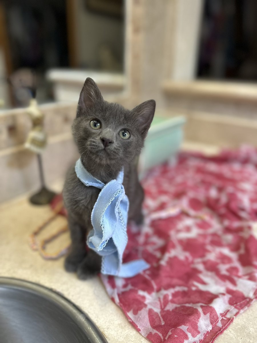 Alina_Gag's tweet image. Me llamo Silvestre y el es mi hermano Máximo. Y los dos estamos en adopción.

Pero queremos estar juntos por siempre porque jugamos todos los días y cuando dormimos pegados no nos da frío y cuando él tiene hambre yo lo ayudo a maullar alto para que nos traigan comida más rápido