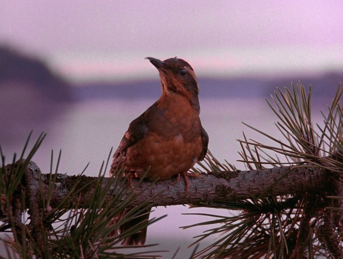 The proudest bird in the history of pop culture.
#TwinPeaks