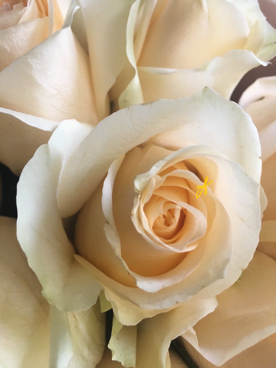 Roses are always a masterpiece💫💕🌹💕💫💖