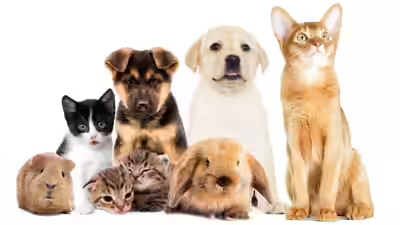 01PercentMentor's tweet photo. What if you could truly talk to your pet?
New AI can decode the silent language of animals, bridging the gap between species.
Deeper bonds start will begin!.
#AIforPets #PetTech #UnspokenTruths https://t.co/ElRUa3CtW9