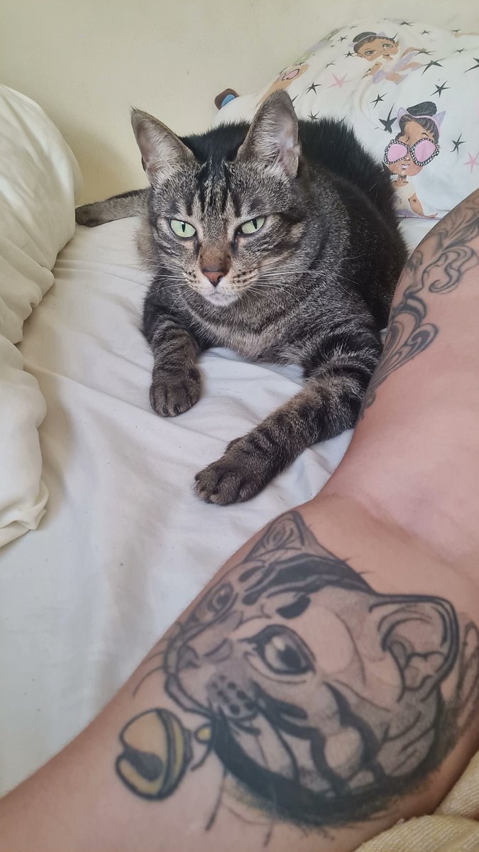 nerfadamonteiro's tweet photo. @tododiacaes 😸 https://t.co/qOwTpiZwgS