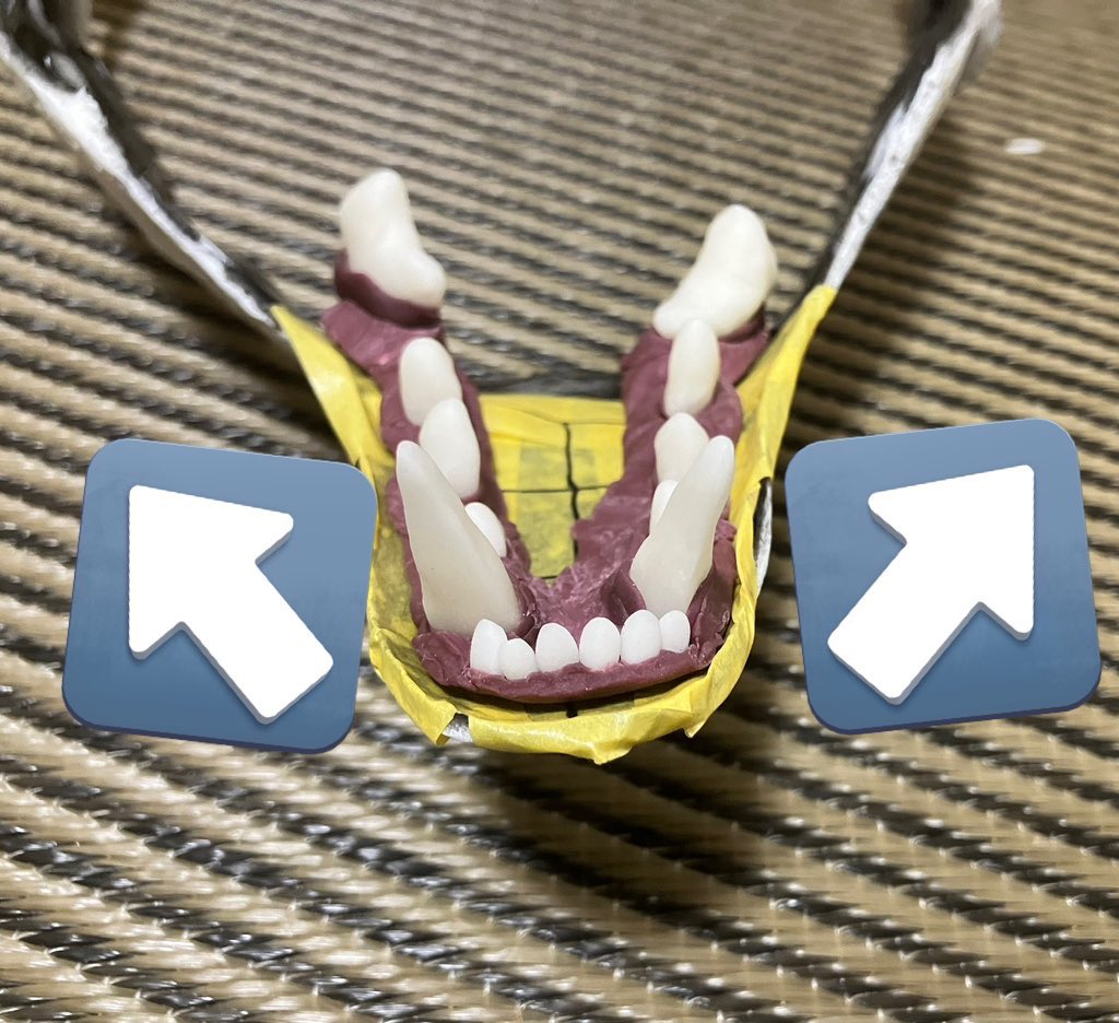 itsuku's tweet photo. 樹脂粘土で口内パーツを作りました

色付けしてない粘土で歯を作り、アクリル絵の具を練り込んだ粘土を根元に巻いてから、余りの粘土で歯茎を作って歯を埋め込みます

犬歯は正面から見て先端を外向きに、上から見た配置はU字型ではなく犬歯の後ろ部分でくびれを作る感じにすると、それっぽく見えます https://t.co/XAoSuvZFKu