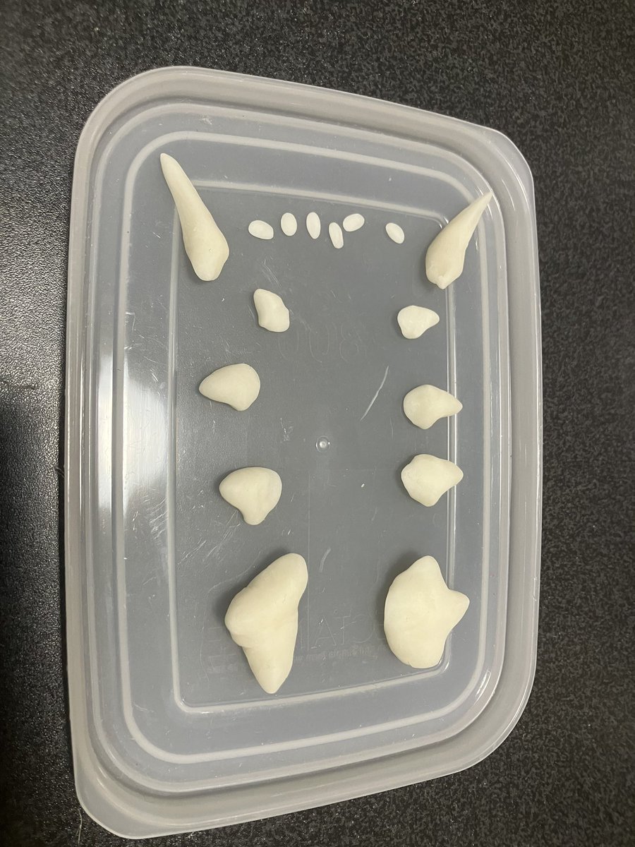 itsuku's tweet photo. 樹脂粘土で口内パーツを作りました

色付けしてない粘土で歯を作り、アクリル絵の具を練り込んだ粘土を根元に巻いてから、余りの粘土で歯茎を作って歯を埋め込みます

犬歯は正面から見て先端を外向きに、上から見た配置はU字型ではなく犬歯の後ろ部分でくびれを作る感じにすると、それっぽく見えます https://t.co/XAoSuvZFKu