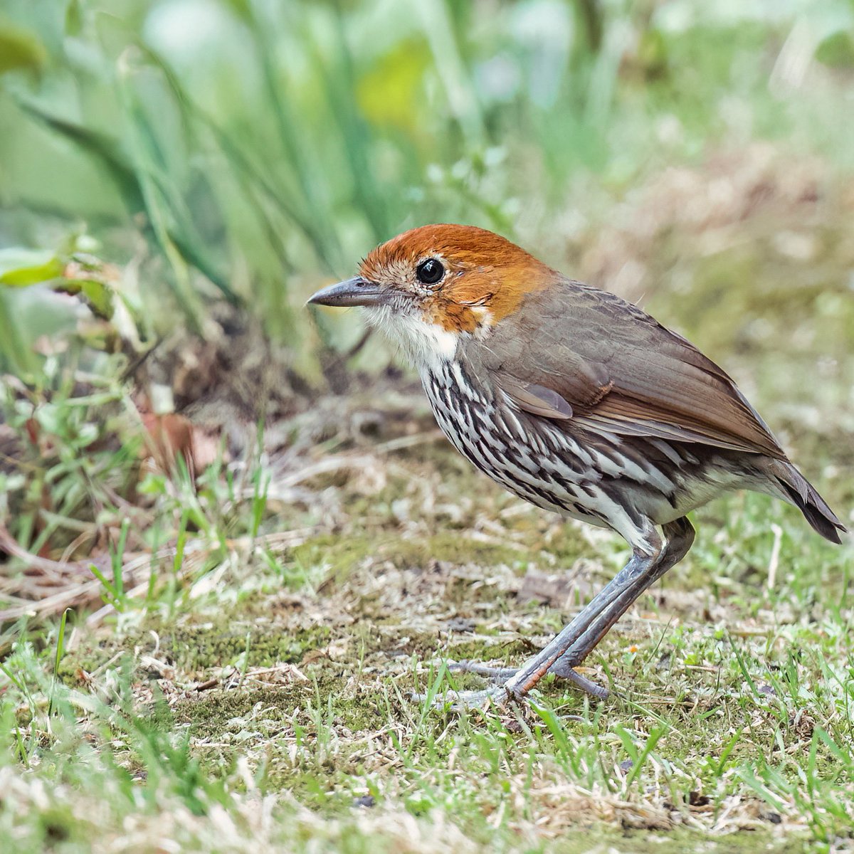 Grallaria en Bogotá: una joya oculta que los cerros orientales aún resguardan.

Comprapán/Chestnut-crowned Antpitta/Grallaria ruficapilla

 #miercolesdeemplumados