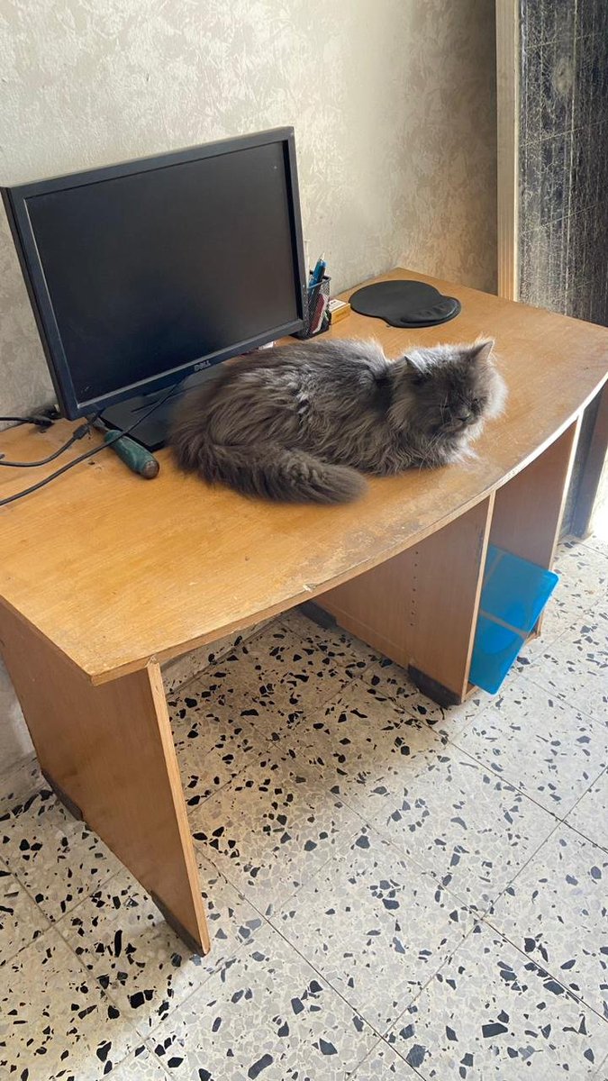 Shadi had a big heart for animals. His cats were his everything. After he was martyred, Liza &amp; Remy stayed in his room, as if waiting for him to return 💔🐈‍⬛
Shadi always did his best to take care of them. Please help so his family can continue to do so: tinyurl.com/ShadiEd