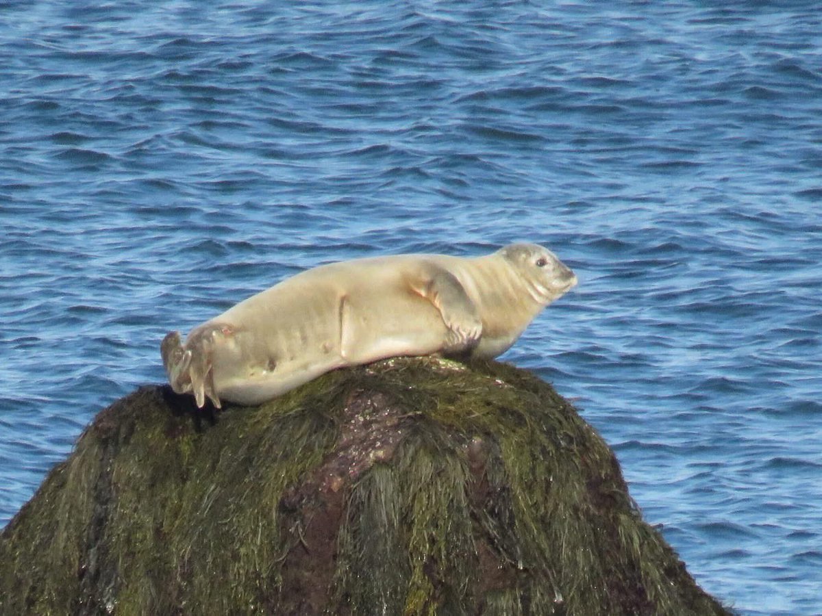 MA Sharks 🦈 tweet media