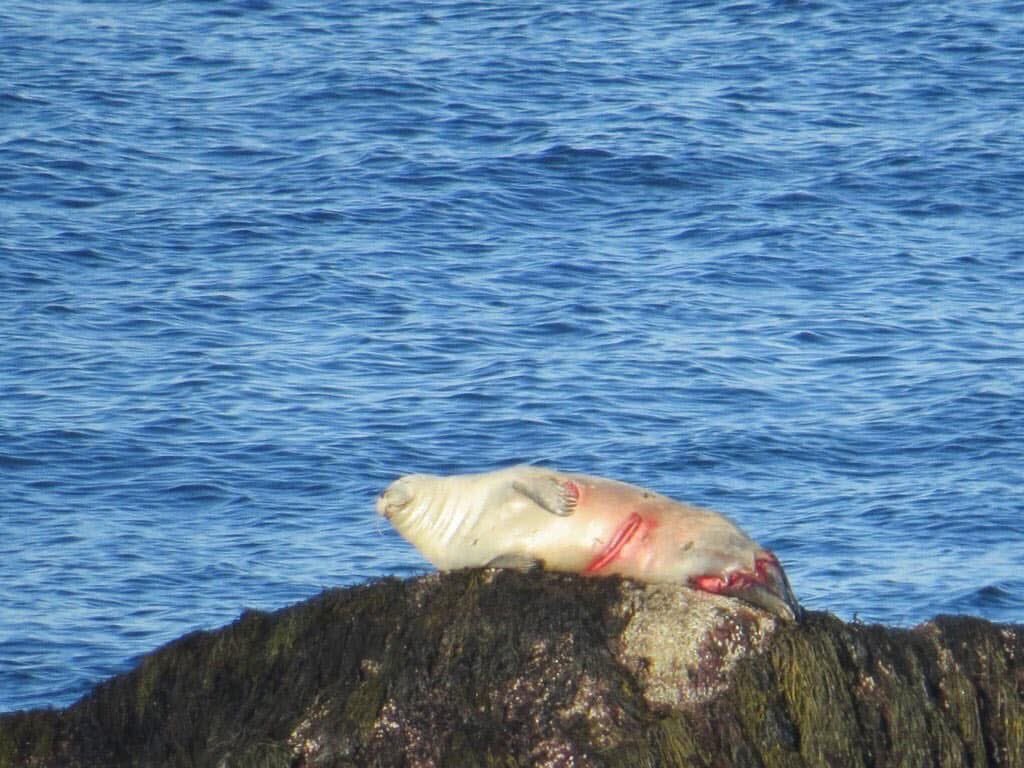 MA Sharks 🦈 tweet media