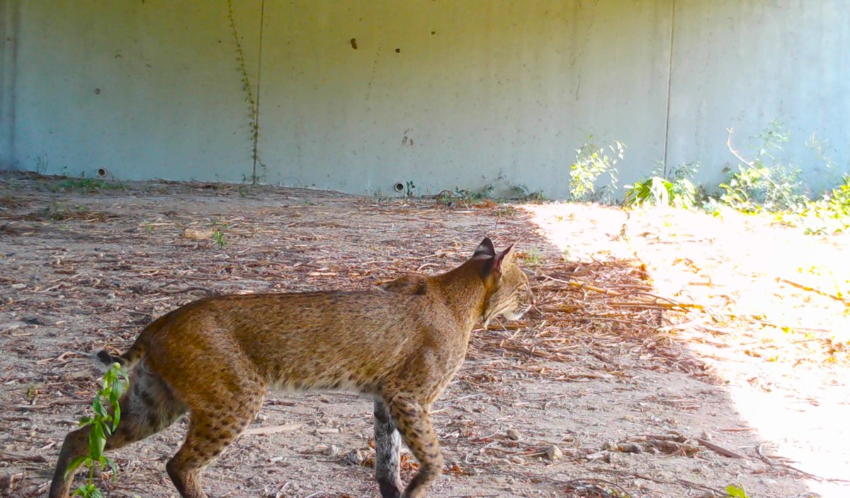 On the prowl for #WildlifeWednesday content? The time is NOW! 🐾 Check out this stunning Florida bobcat using a wildlife underpass on SR 29 in #CollierCounty. Did you know? Bobcats are super adaptable and can thrive in forests, deserts, swamps, and even urban areas! 🌿🌆