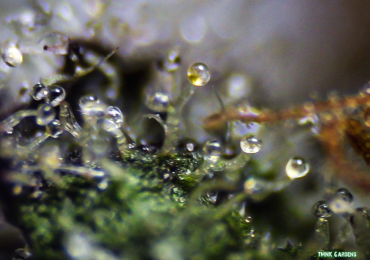 Good morning ninjas 🌞