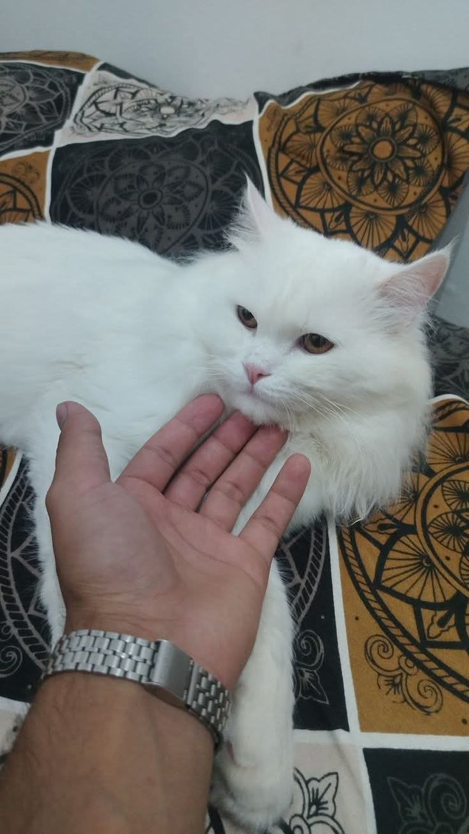 #P_PTi 🅱️ 26
🄵🄾🄻🄻🄾🅆
<a href="/Munsif2/">𝐌𝐮𝐧𝐬𝐢𝐟 ᵃᵇᵘ ˢᵃˡᵃᵐ</a> <a href="/As40t/">𝐀 𝐒𝐚𝐭𝐭𝐚𝐫</a>
<a href="/NM2k__/">༄𝓝𝓜᭄🌸 ŋɛɛŋąɧ ❤️❥❥═══</a>  <a href="/S111_9/">SHAHID MEHMOOD</a>
<a href="/IAIJ1_/">Javed Iqbal</a>
<a href="/1z_K8/">ZK</a>
<a href="/NM1k_/">༺ 💎𒆜𝑵𝑬𝑬𝑵𝑨𝑯𒆜💎 ༻</a>
<a href="/553ik/">Rabiqueen_30</a>
<a href="/JF__7n/">🇵🇰 🇵🇸🔻𝒮𝒶𝒾𝒻𝓊𝓁𝒾𝓈𝓁𝒶𝒶𝓂🇵🇰🇵🇸🔻</a>
<a href="/SDIJ1_/">Ghaznavi</a>
<a href="/A_2SF/">S Rahe</a>
<a href="/ik_553/">.⃝ ⃝ ⃝ ⃝ ⃝💛マスカン 𝐌𝐮𝐬𝐤𝐚𝐧💖. ⃝ ⃝ ⃝ ⃝ ⃝ ⃝💚</a>
<a href="/7qqmr/">𝓦𝓐𝓐𝓓 2</a>
<a href="/Dni_40/">Daniyal</a>
<a href="/s4566_/">(PTI)</a>
<a href="/1Mah1i/">🦋ماہی ملک 🦋</a>
<a href="/TipuS1_/">Tipu Sultan Tʰᵘⁿᵈᵉʳ Sᑫᵘᵃᵈ</a>
<a href="/1adann/">Adnan choudhary</a>
<a href="/Mehu_0/">خوبصورت بلی</a>
<a href="/Zim__23/">Zimal</a>
<a href="/Xmkgtl2/">𝐀𝐧𝐚𝐲𝐚</a>
<a href="/Y_O_U_S_1/">✨️ YOUSIF ✨️</a>
<a href="/shd0016/">Shahid</a>
<a href="/Mirha_00/">Mirhafatima</a>
<a href="/OdriSeva/">Odri Seva</a>
<a href="/1IK_PTI/">Hammad Khan</a> <a href="/ma08421339/">Abdul Majid</a>
<a href="/IKsFrontlineT/">Nosheen_L</a> <a href="/Da__Eliz/">Eli👸</a>