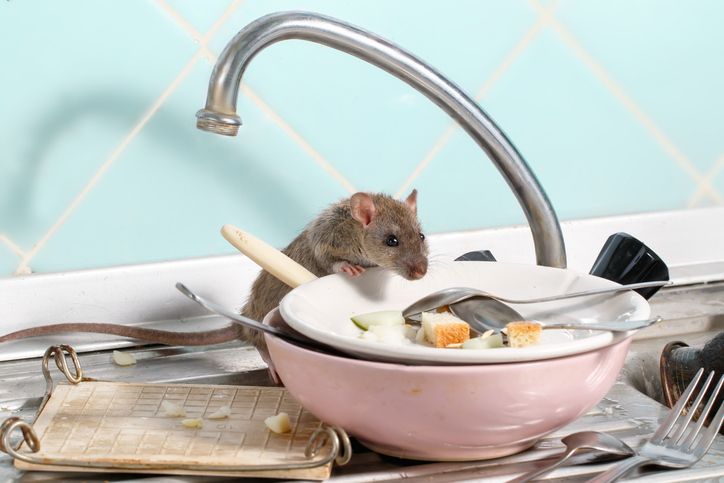 1ManAndALadybug's tweet image. Rodents can carry salmonella, hantavirus, and leptospirosis.

Even their droppings can contaminate food and air.

Full article here: buff.ly/fAtFnbR 

#RodentControl #PestControl